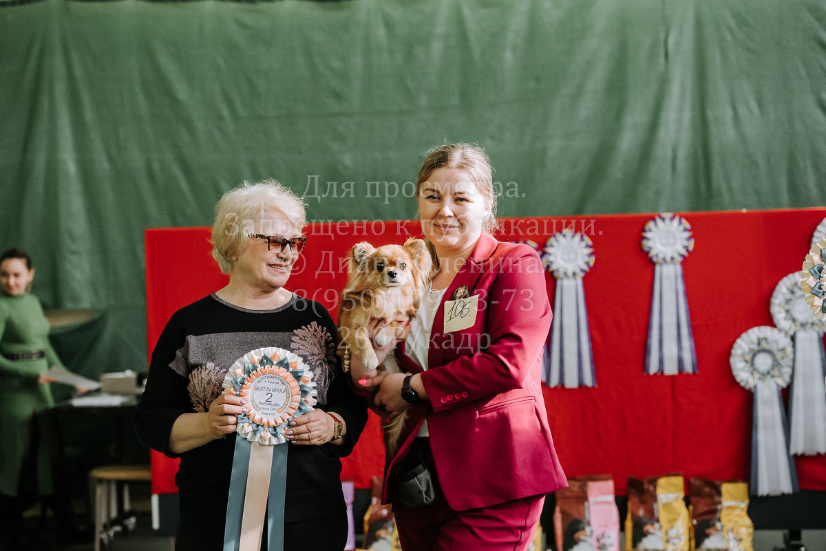 26.03.2022 Выставка собак г. Братск Континенталь. Фотограф Диана Оленина Красноярск / Братск