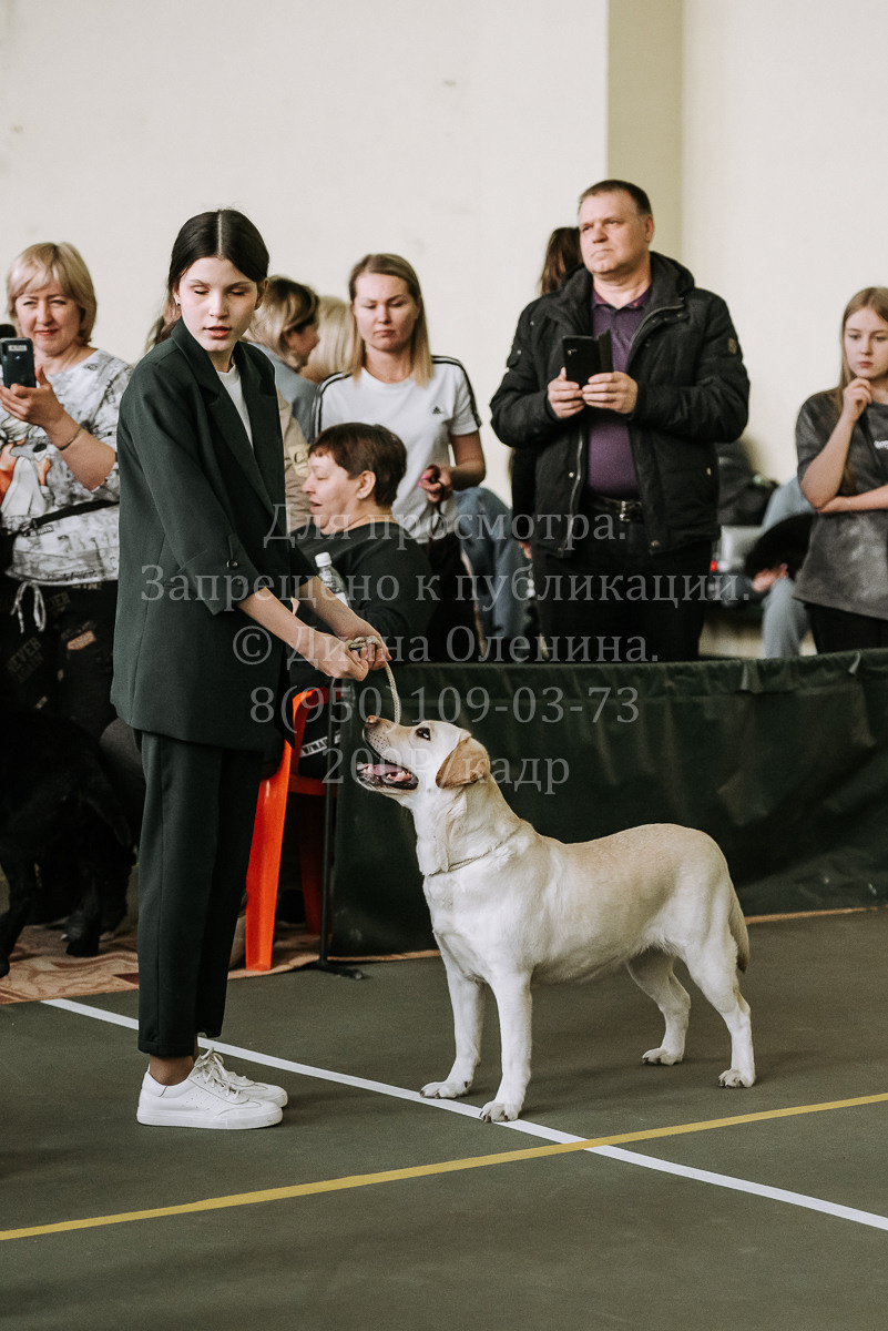 26.03.2022 Выставка собак г. Братск Континенталь. Фотограф Диана Оленина Красноярск / Братск