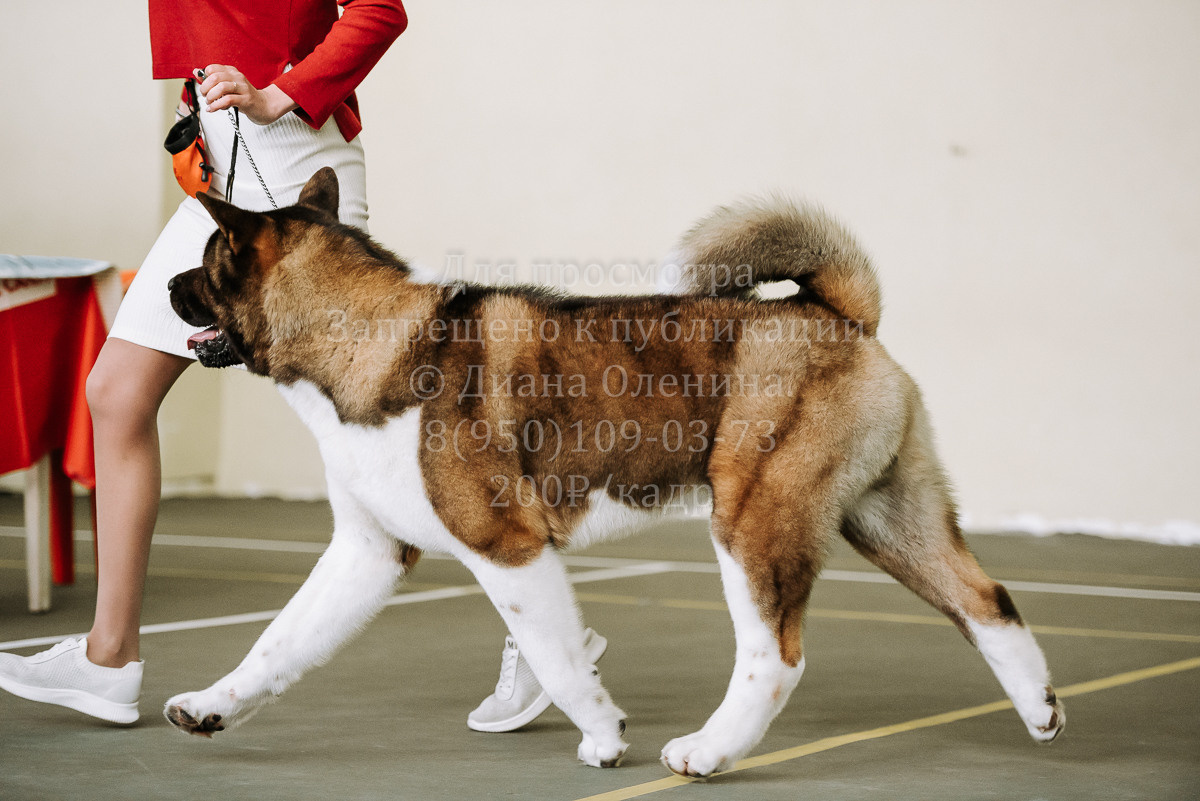 26.03.2022 Выставка собак г. Братск Континенталь. Фотограф Диана Оленина Красноярск / Братск