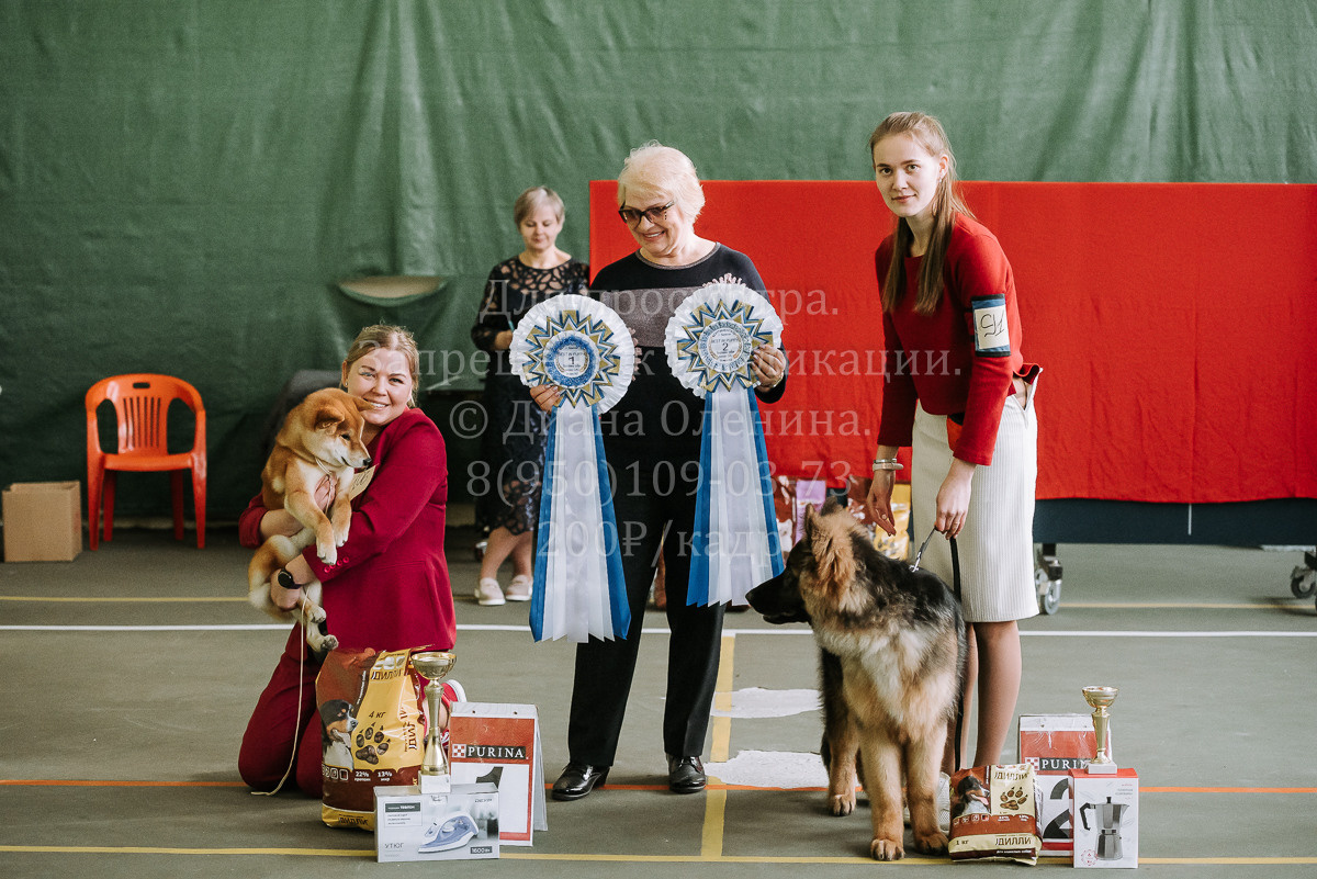 26.03.2022 Выставка собак г. Братск Континенталь. Фотограф Диана Оленина Красноярск / Братск