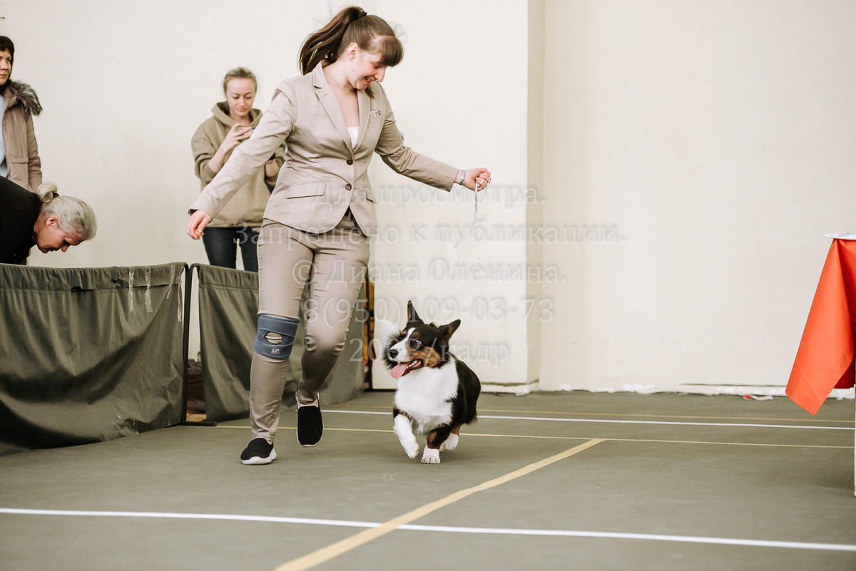 26.03.2022 Выставка собак г. Братск Континенталь. Фотограф Диана Оленина Красноярск / Братск