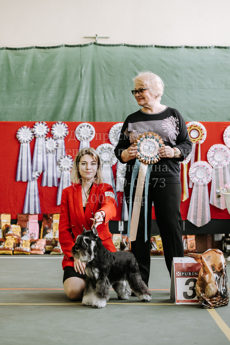 26.03.2022 Выставка собак г. Братск Континенталь. Фотограф Диана Оленина Красноярск / Братск