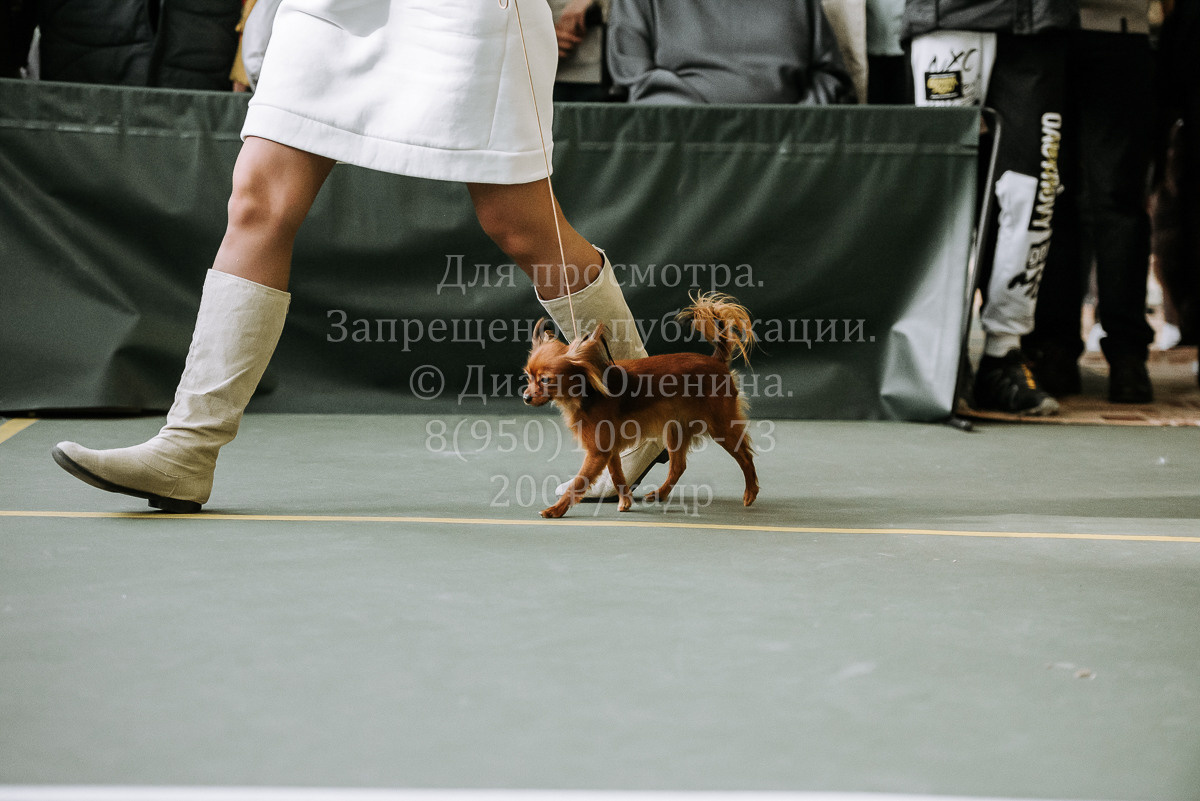 26.03.2022 Выставка собак г. Братск Континенталь. Фотограф Диана Оленина Красноярск / Братск