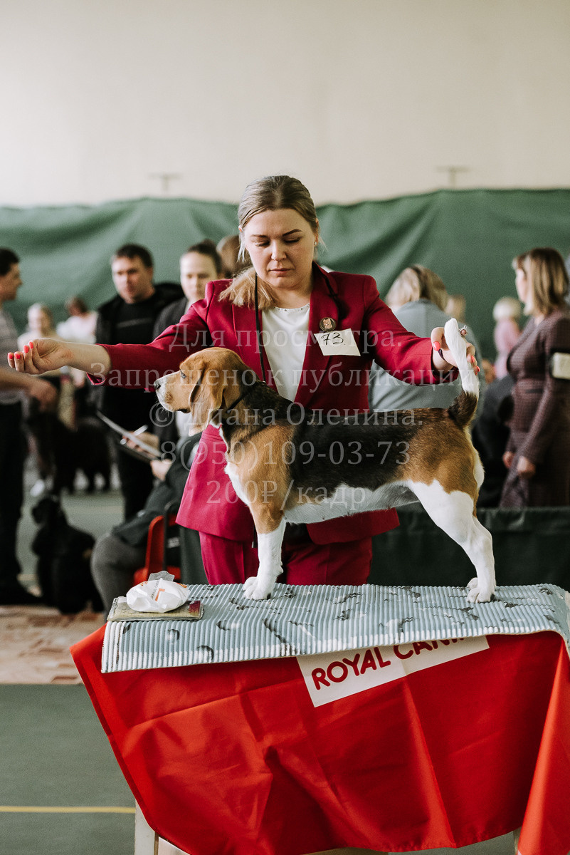 26.03.2022 Выставка собак г. Братск Континенталь. Фотограф Диана Оленина Красноярск / Братск