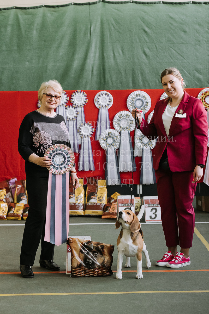 26.03.2022 Выставка собак г. Братск Континенталь. Фотограф Диана Оленина Красноярск / Братск