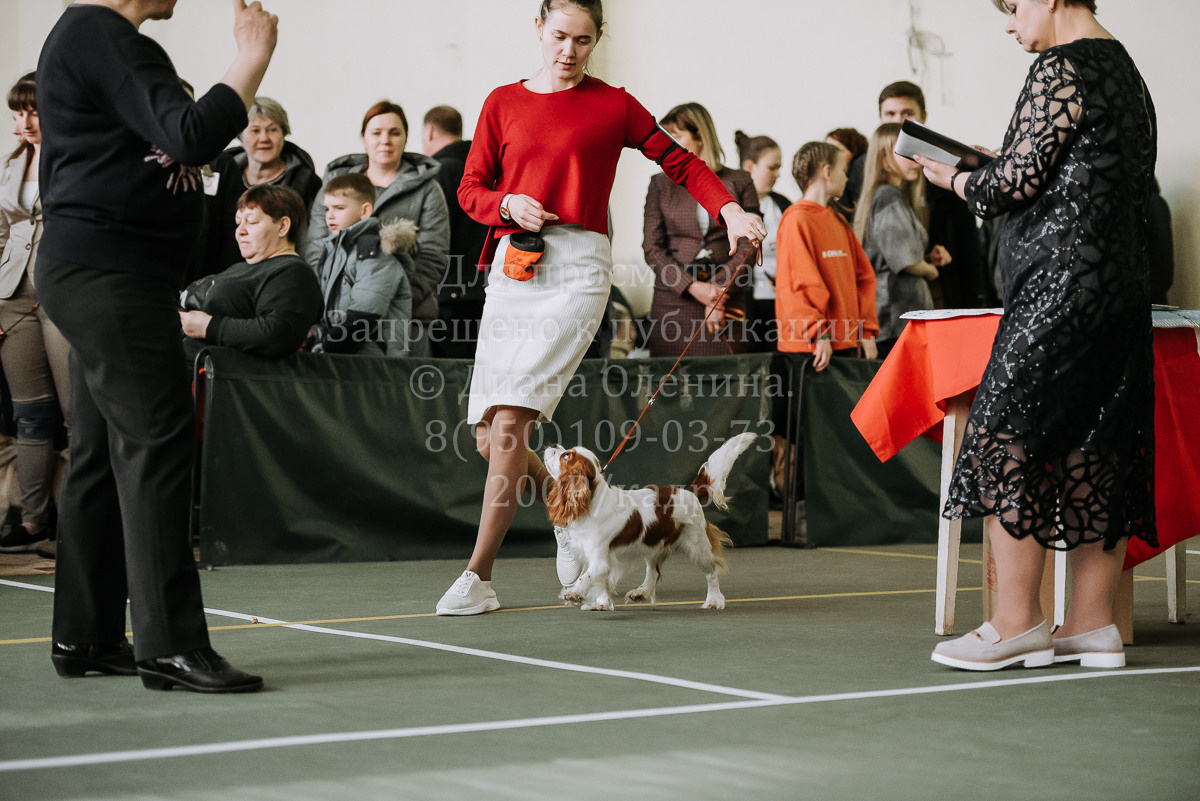 26.03.2022 Выставка собак г. Братск Континенталь. Фотограф Диана Оленина Красноярск / Братск