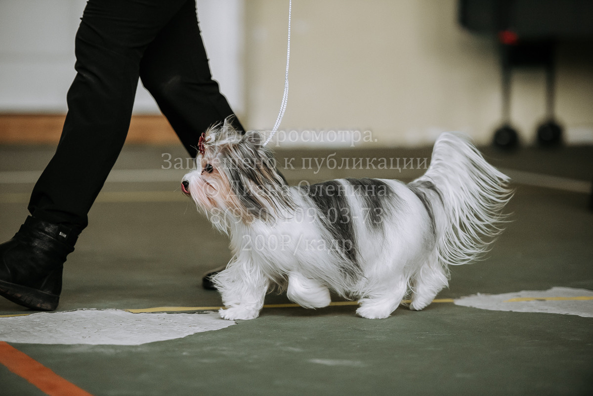 26.03.2022 Выставка собак г. Братск Континенталь. Фотограф Диана Оленина Красноярск / Братск