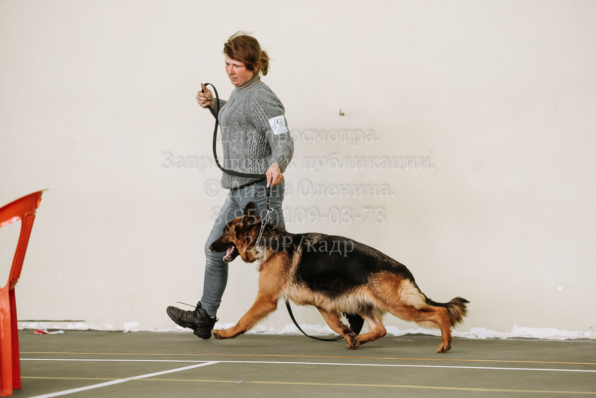 26.03.2022 Выставка собак г. Братск Континенталь. Фотограф Диана Оленина Красноярск / Братск