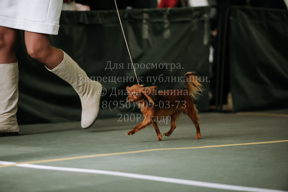 26.03.2022 Выставка собак г. Братск Континенталь. Фотограф Диана Оленина Красноярск / Братск