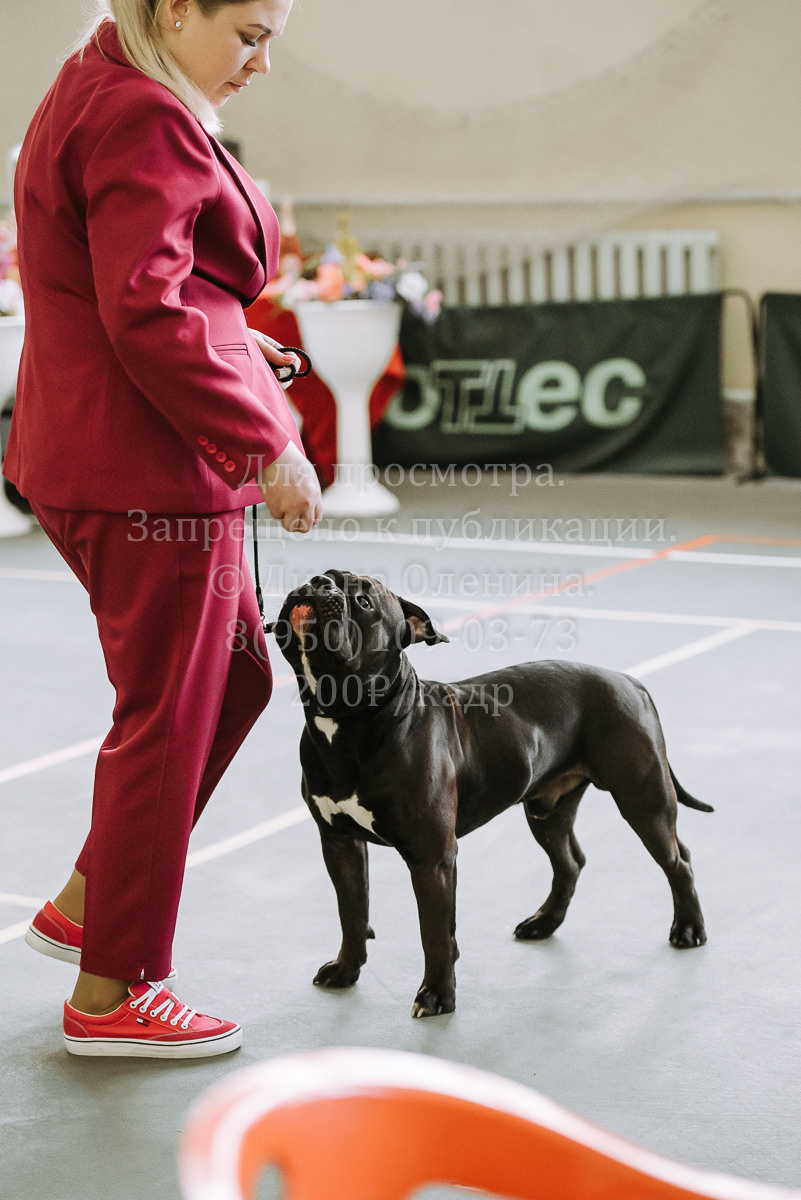 26.03.2022 Выставка собак г. Братск Континенталь. Фотограф Диана Оленина Красноярск / Братск