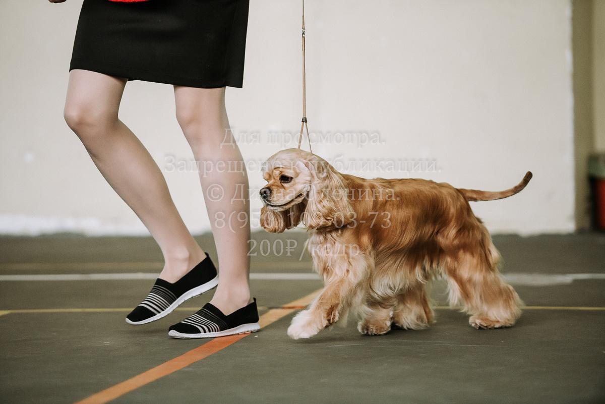 26.03.2022 Выставка собак г. Братск Континенталь. Фотограф Диана Оленина Красноярск / Братск