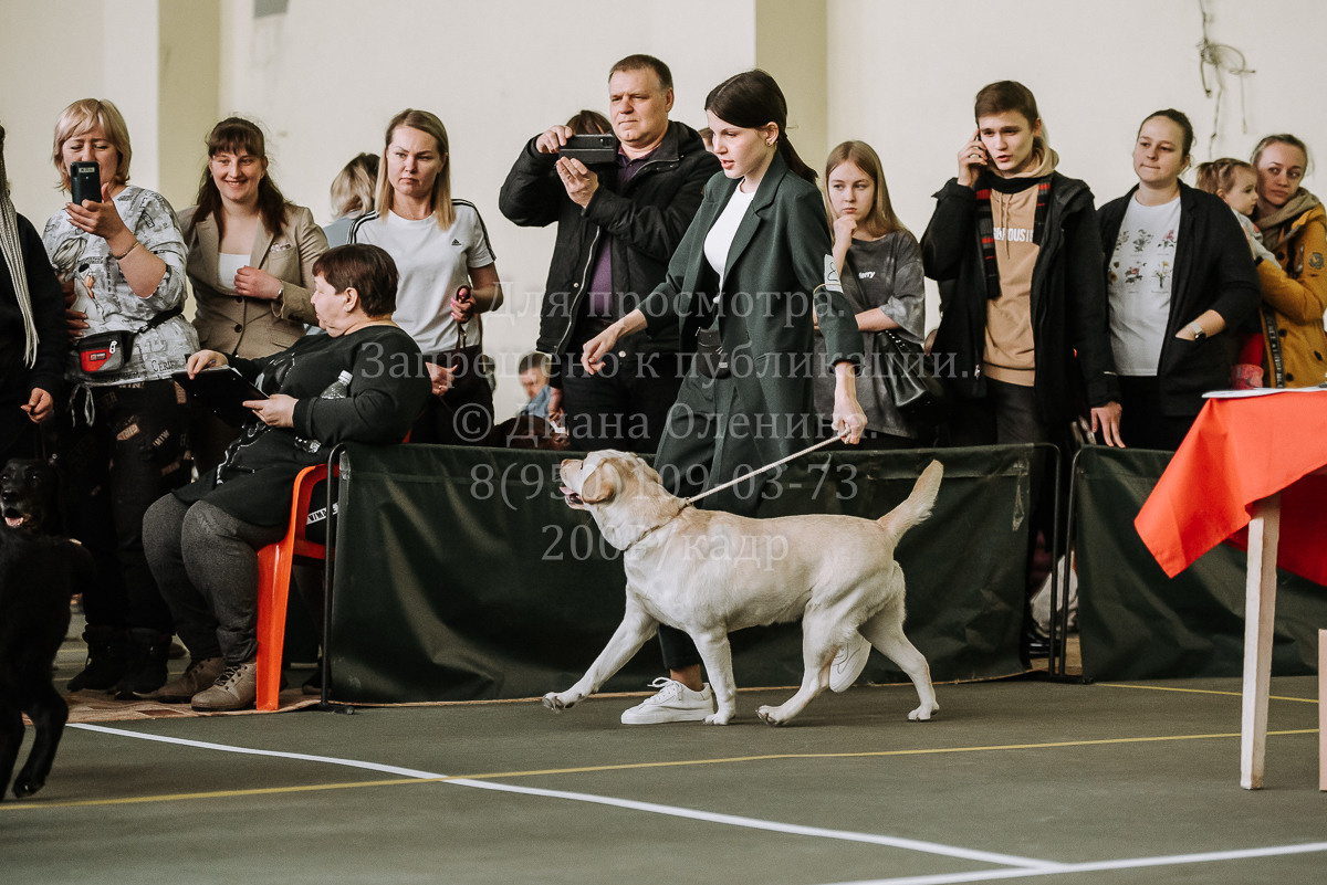 26.03.2022 Выставка собак г. Братск Континенталь. Фотограф Диана Оленина Красноярск / Братск