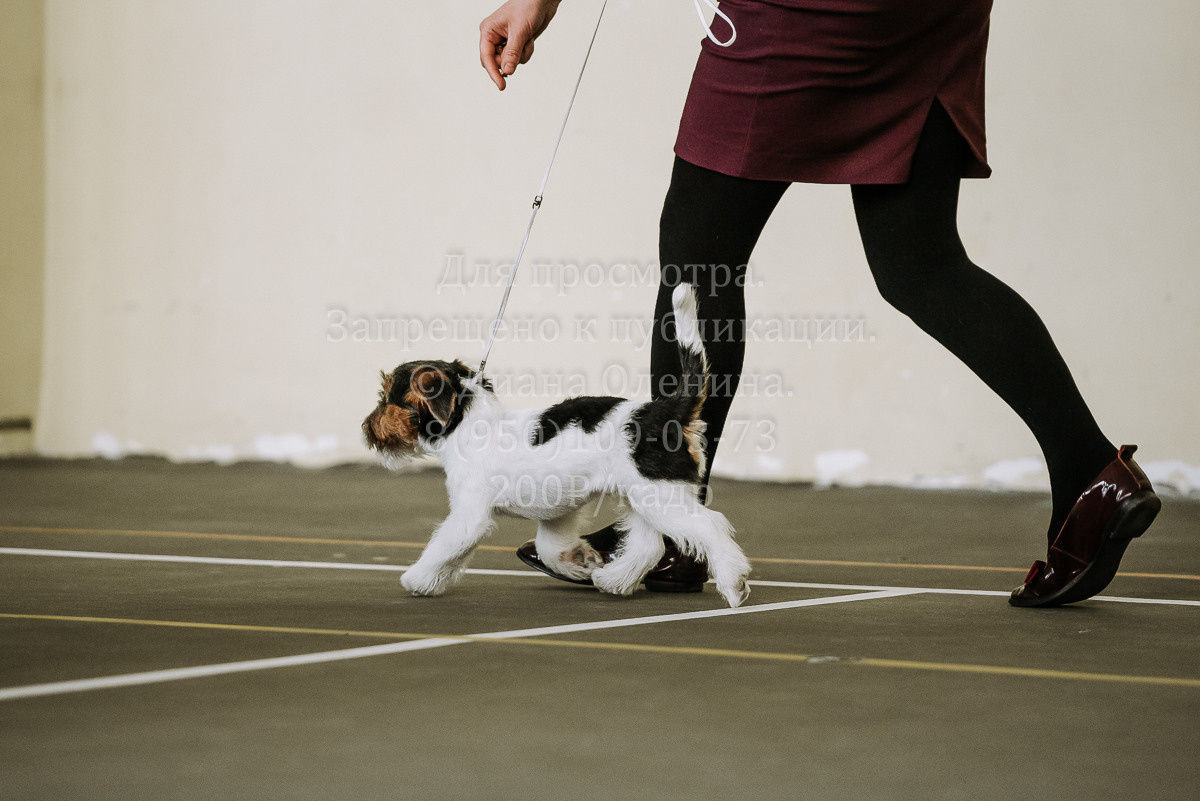 26.03.2022 Выставка собак г. Братск Континенталь. Фотограф Диана Оленина Красноярск / Братск