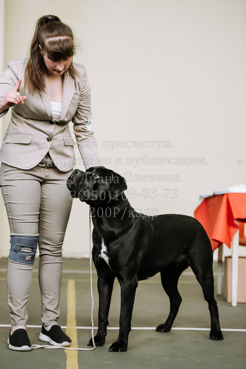 26.03.2022 Выставка собак г. Братск Континенталь. Фотограф Диана Оленина Красноярск / Братск