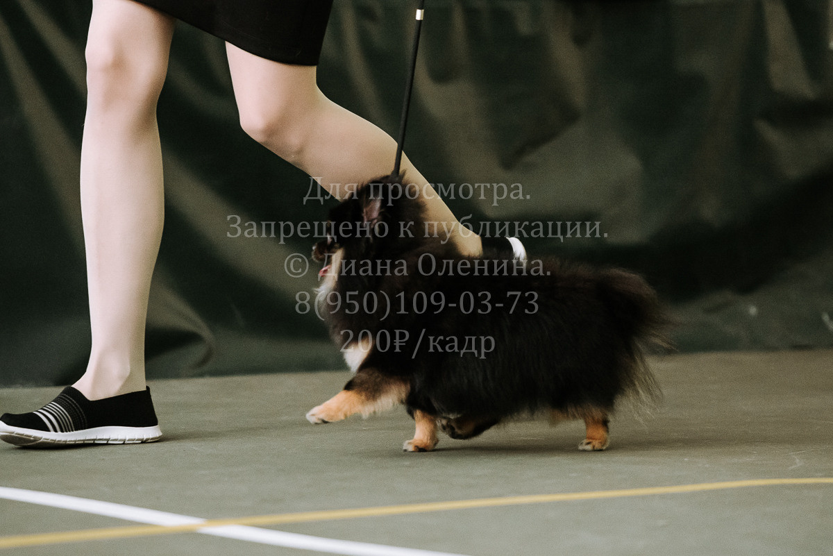 26.03.2022 Выставка собак г. Братск Континенталь. Фотограф Диана Оленина Красноярск / Братск
