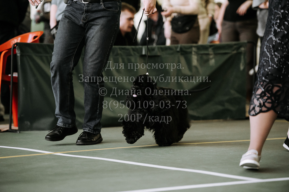 26.03.2022 Выставка собак г. Братск Континенталь. Фотограф Диана Оленина Красноярск / Братск