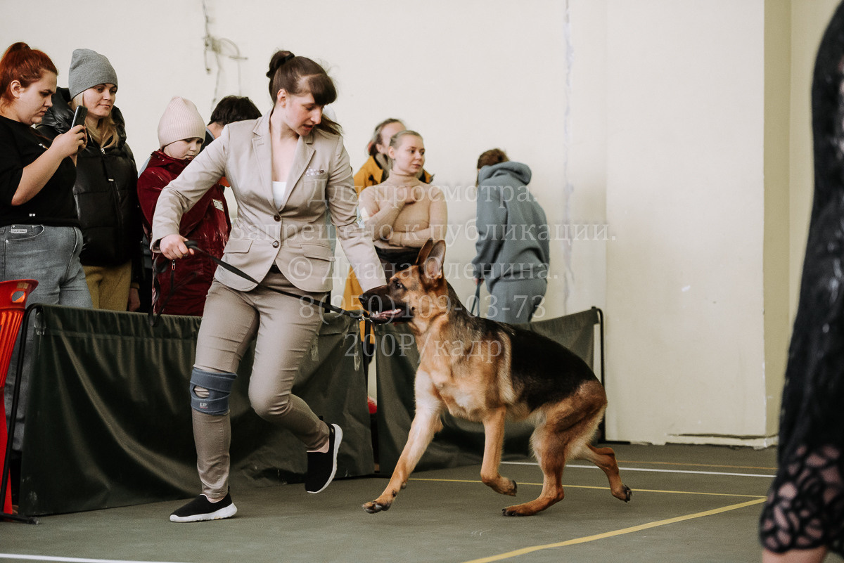 26.03.2022 Выставка собак г. Братск Континенталь. Фотограф Диана Оленина Красноярск / Братск