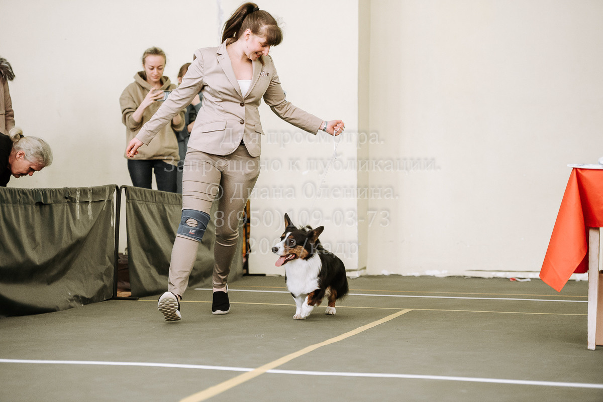 26.03.2022 Выставка собак г. Братск Континенталь. Фотограф Диана Оленина Красноярск / Братск