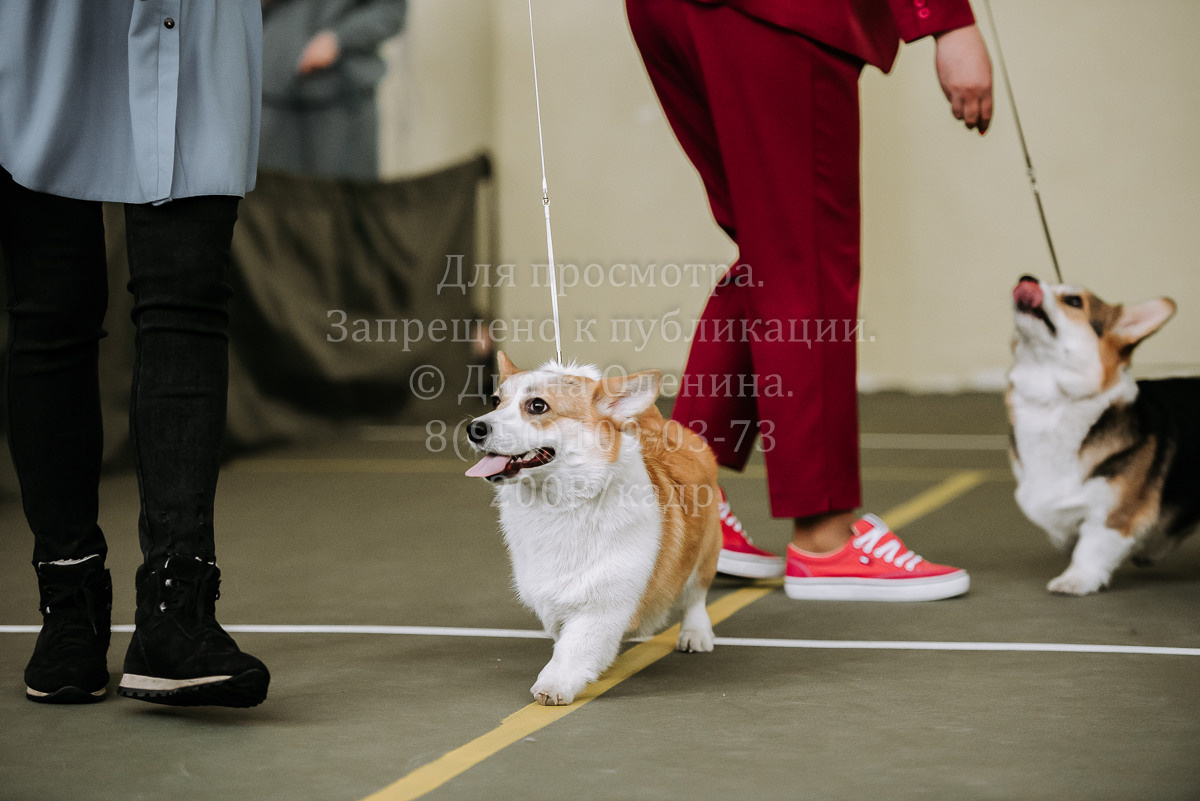 26.03.2022 Выставка собак г. Братск Континенталь. Фотограф Диана Оленина Красноярск / Братск