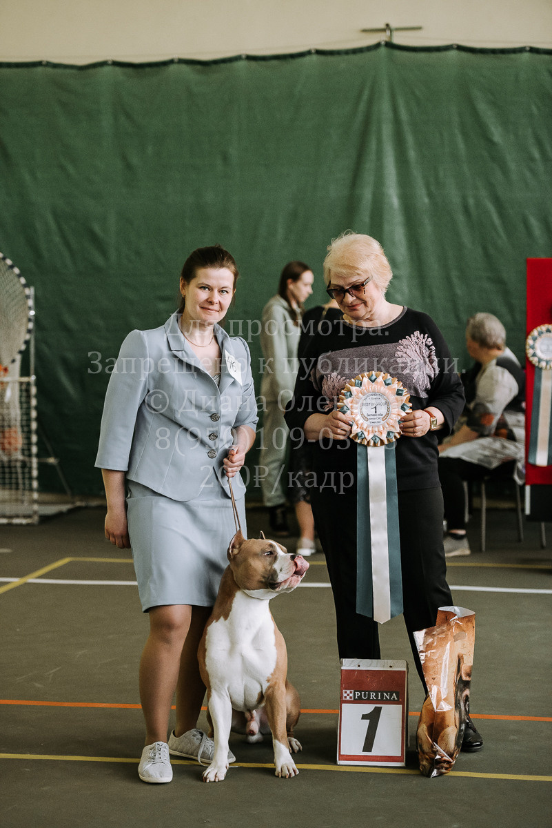 26.03.2022 Выставка собак г. Братск Континенталь. Фотограф Диана Оленина Красноярск / Братск