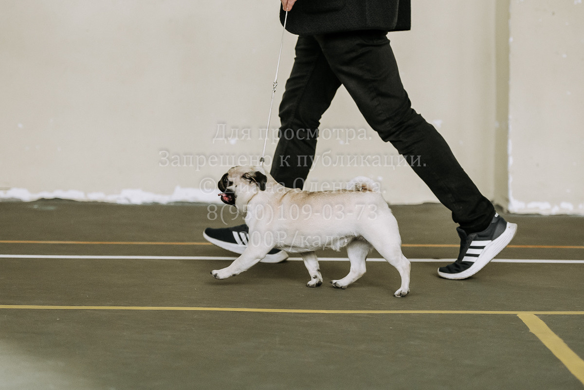 26.03.2022 Выставка собак г. Братск Континенталь. Фотограф Диана Оленина Красноярск / Братск