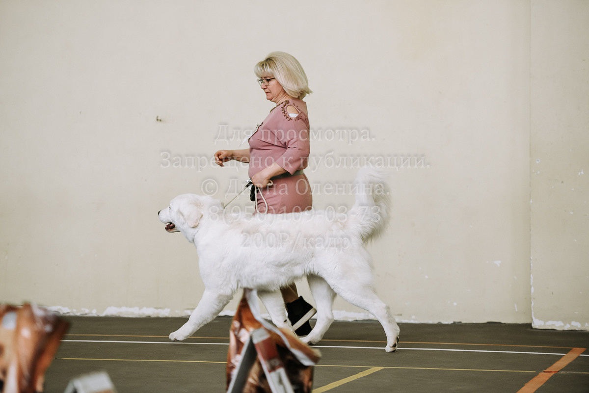 26.03.2022 Выставка собак г. Братск Континенталь. Фотограф Диана Оленина Красноярск / Братск