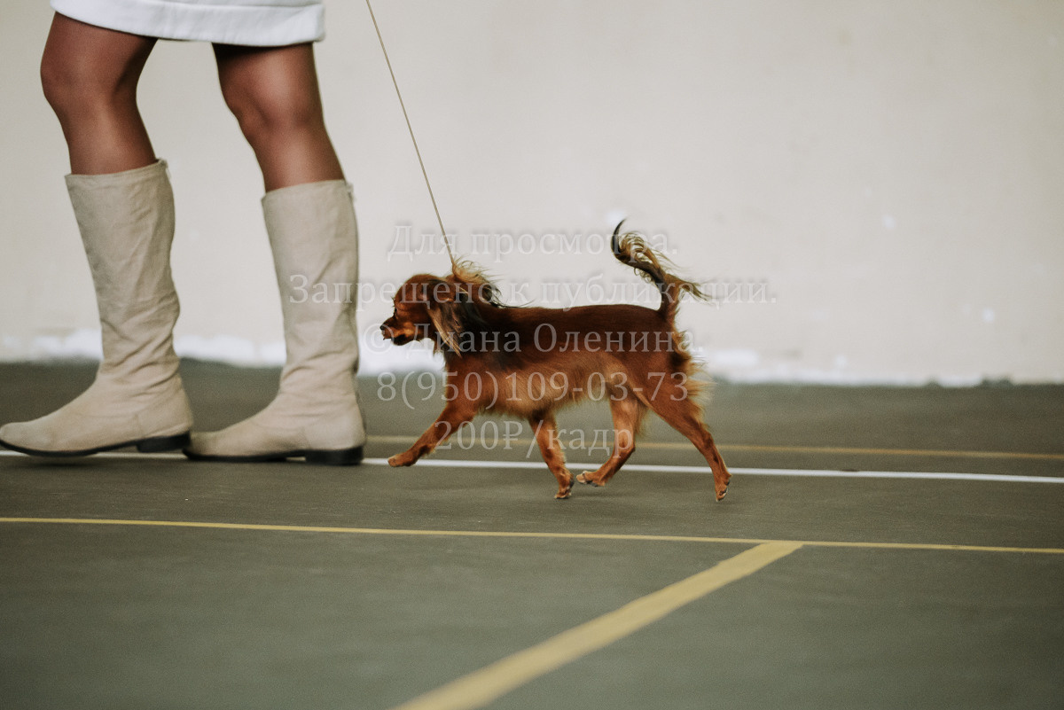 26.03.2022 Выставка собак г. Братск Континенталь. Фотограф Диана Оленина Красноярск / Братск