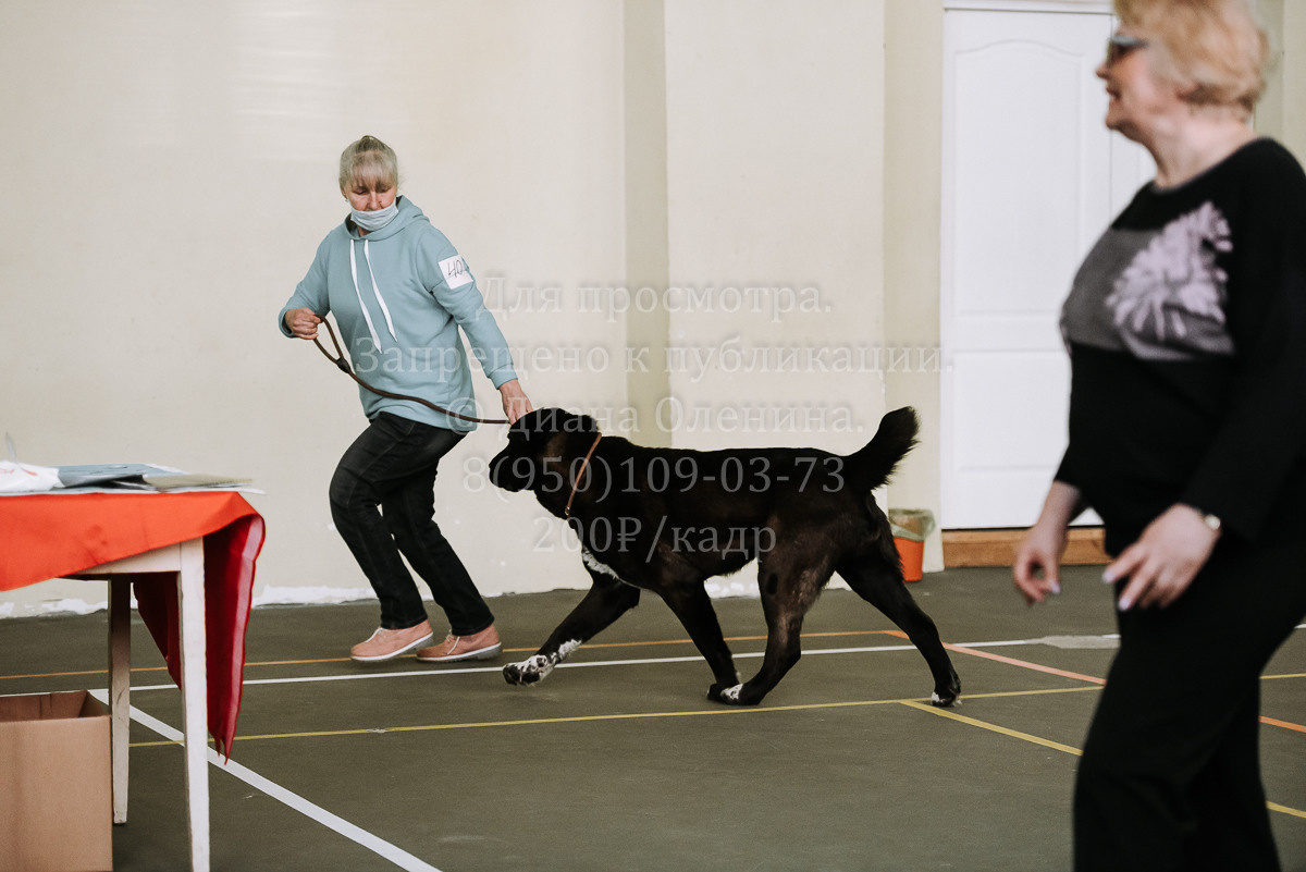 26.03.2022 Выставка собак г. Братск Континенталь. Фотограф Диана Оленина Красноярск / Братск
