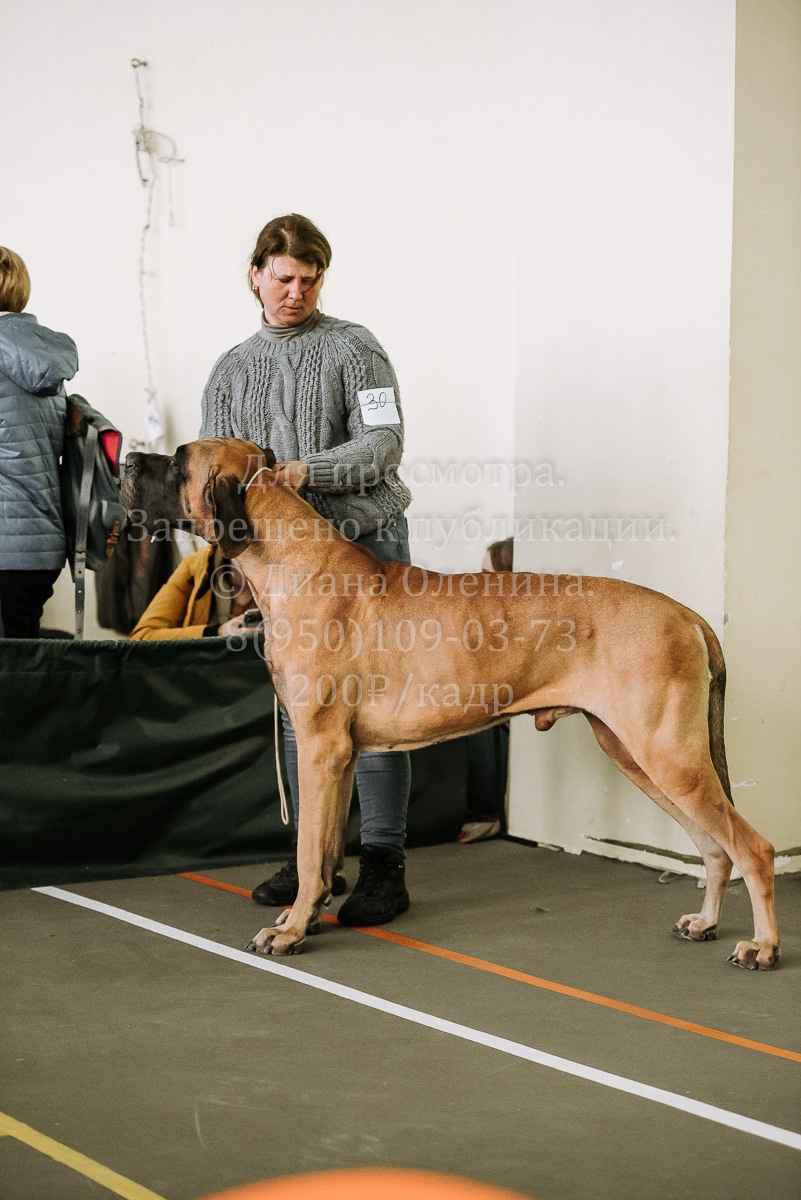 26.03.2022 Выставка собак г. Братск Континенталь. Фотограф Диана Оленина Красноярск / Братск