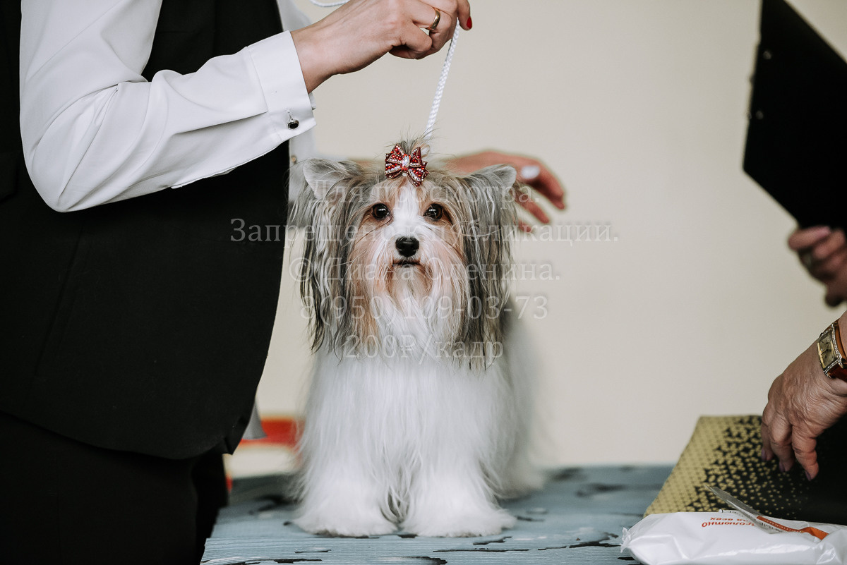 26.03.2022 Выставка собак г. Братск Континенталь. Фотограф Диана Оленина Красноярск / Братск