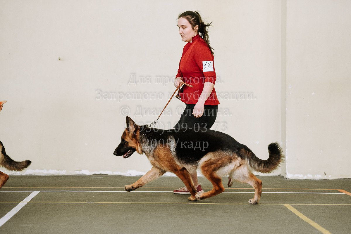 26.03.2022 Выставка собак г. Братск Континенталь. Фотограф Диана Оленина Красноярск / Братск