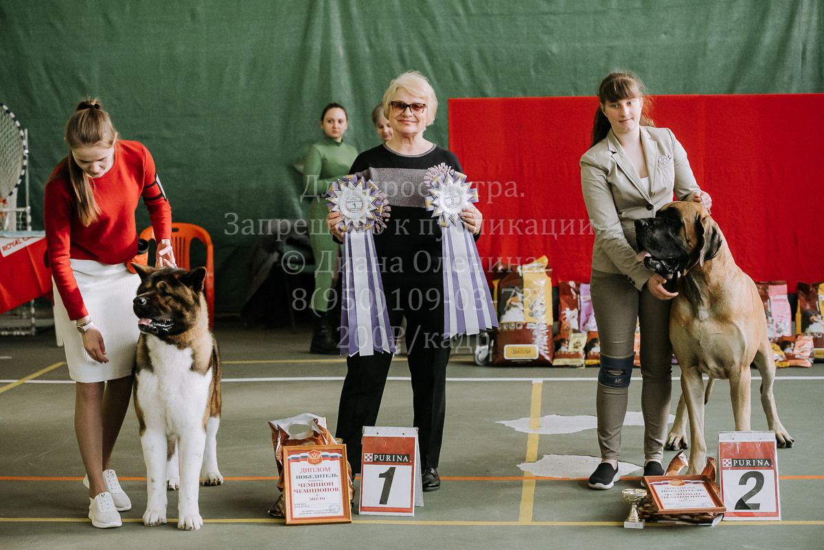 26.03.2022 Выставка собак г. Братск Континенталь. Фотограф Диана Оленина Красноярск / Братск