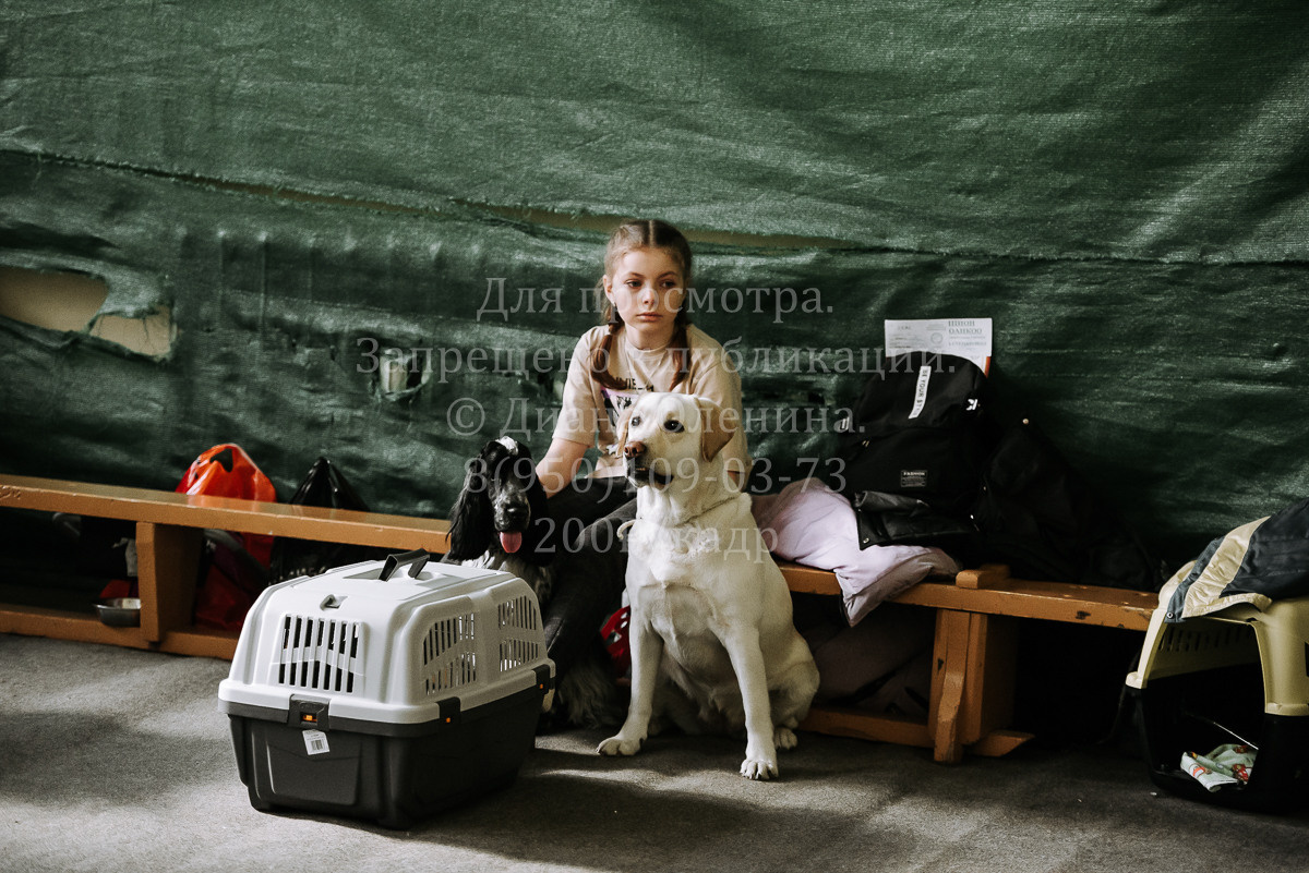 26.03.2022 Выставка собак г. Братск Континенталь. Фотограф Диана Оленина Красноярск / Братск