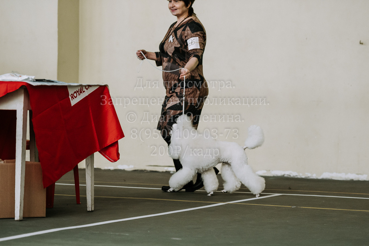 26.03.2022 Выставка собак г. Братск Континенталь. Фотограф Диана Оленина Красноярск / Братск