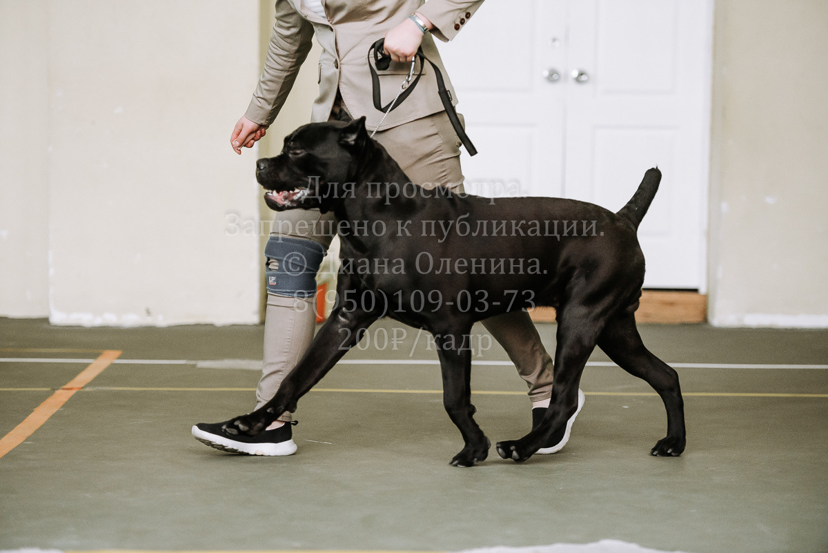 26.03.2022 Выставка собак г. Братск Континенталь. Фотограф Диана Оленина Красноярск / Братск