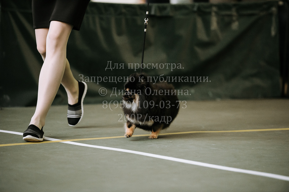 26.03.2022 Выставка собак г. Братск Континенталь. Фотограф Диана Оленина Красноярск / Братск