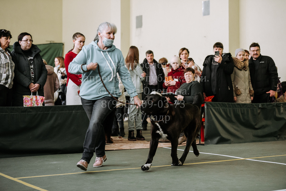 26.03.2022 Выставка собак г. Братск Континенталь. Фотограф Диана Оленина Красноярск / Братск