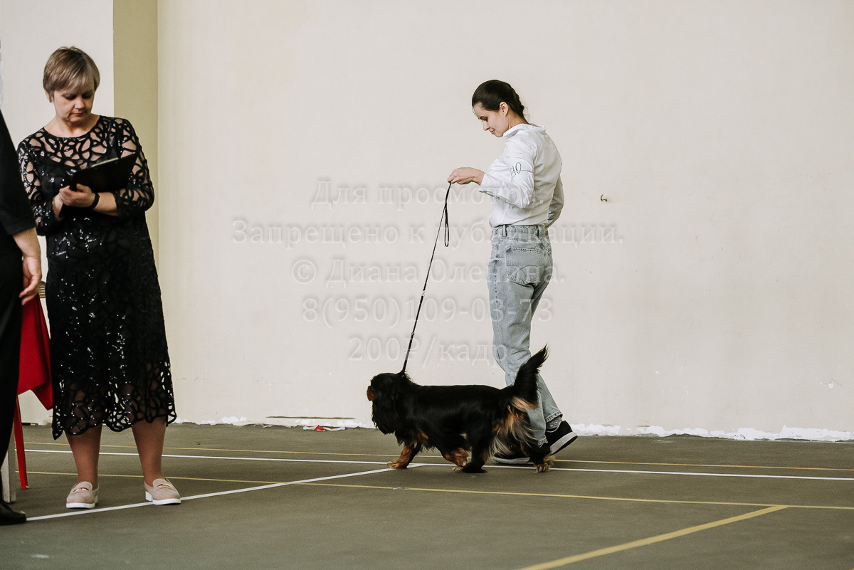 26.03.2022 Выставка собак г. Братск Континенталь. Фотограф Диана Оленина Красноярск / Братск