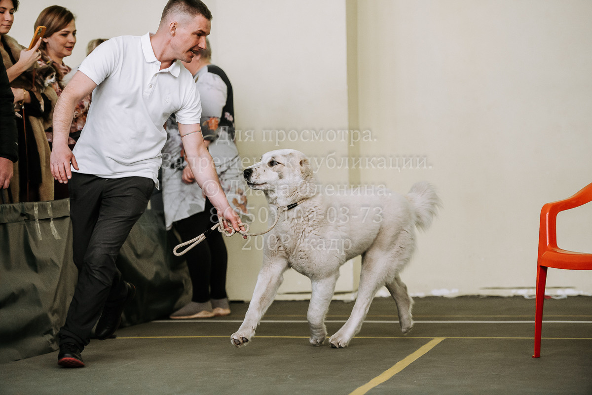 26.03.2022 Выставка собак г. Братск Континенталь. Фотограф Диана Оленина Красноярск / Братск