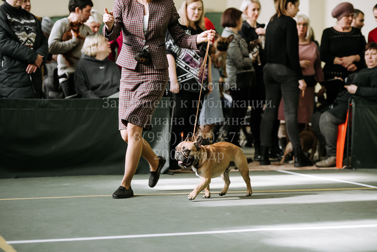 26.03.2022 Выставка собак г. Братск Континенталь. Фотограф Диана Оленина Красноярск / Братск