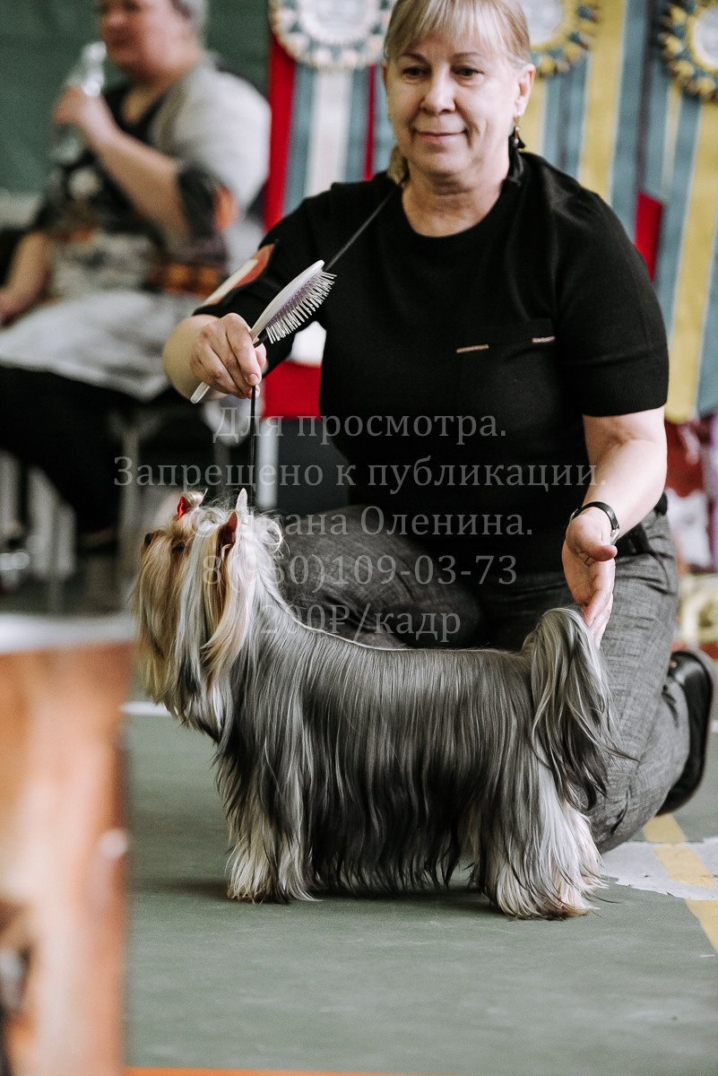 26.03.2022 Выставка собак г. Братск Континенталь. Фотограф Диана Оленина Красноярск / Братск