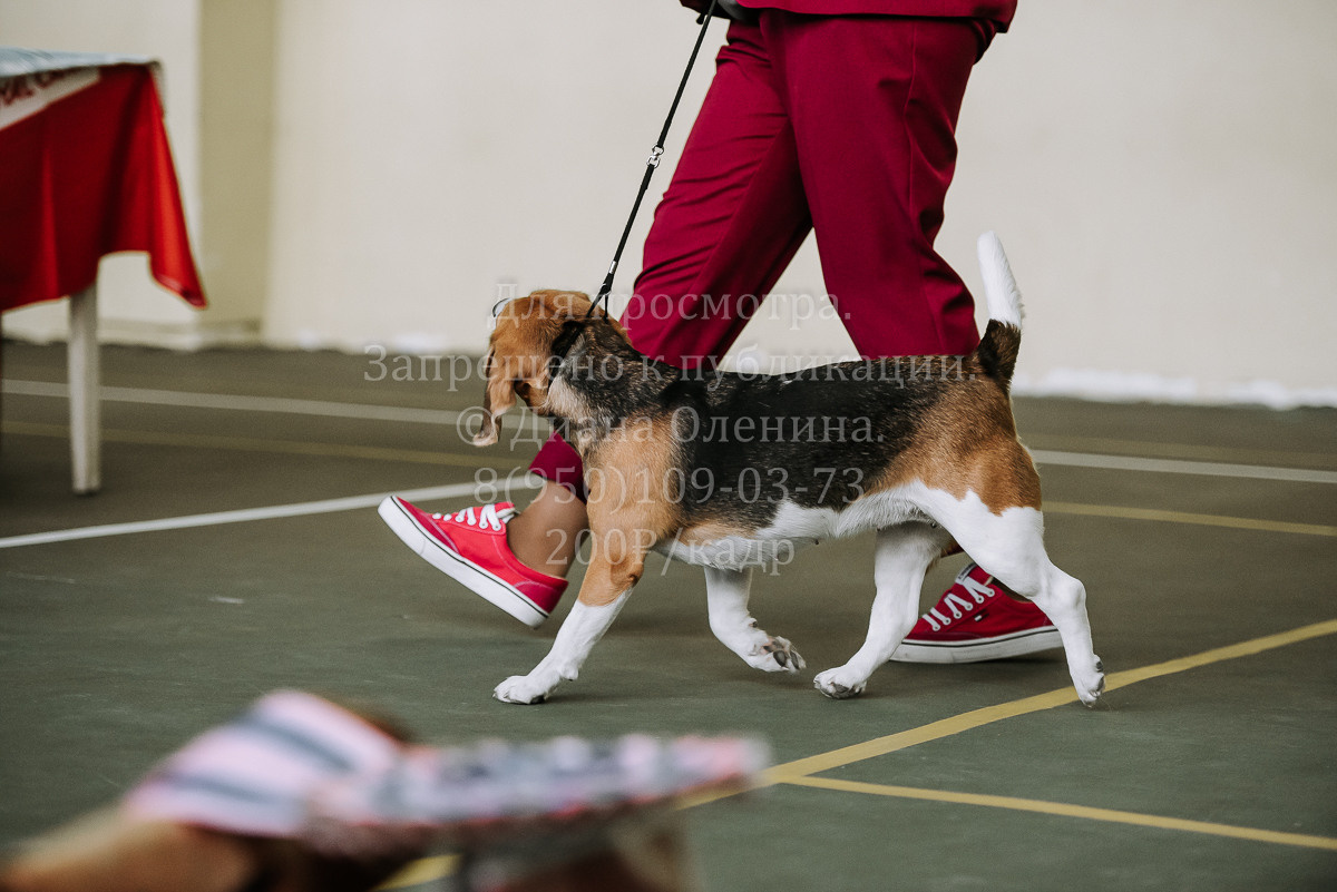 26.03.2022 Выставка собак г. Братск Континенталь. Фотограф Диана Оленина Красноярск / Братск