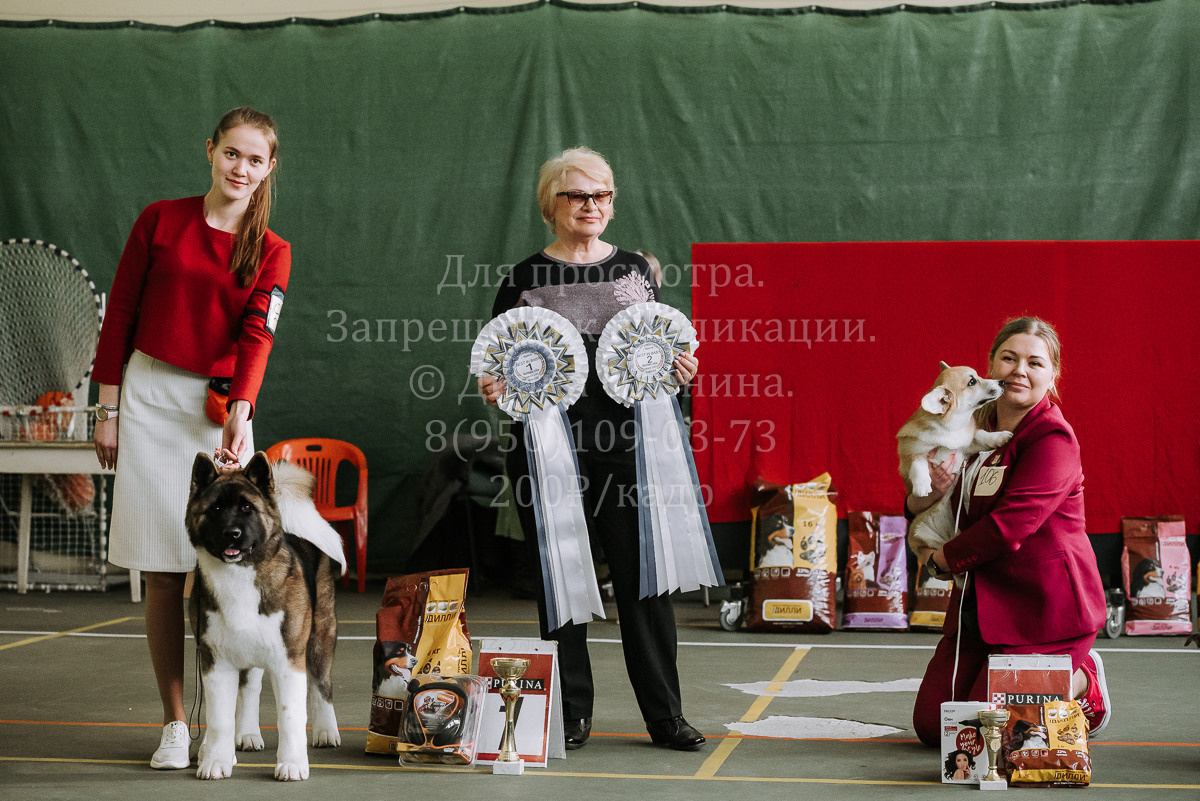 26.03.2022 Выставка собак г. Братск Континенталь. Фотограф Диана Оленина Красноярск / Братск