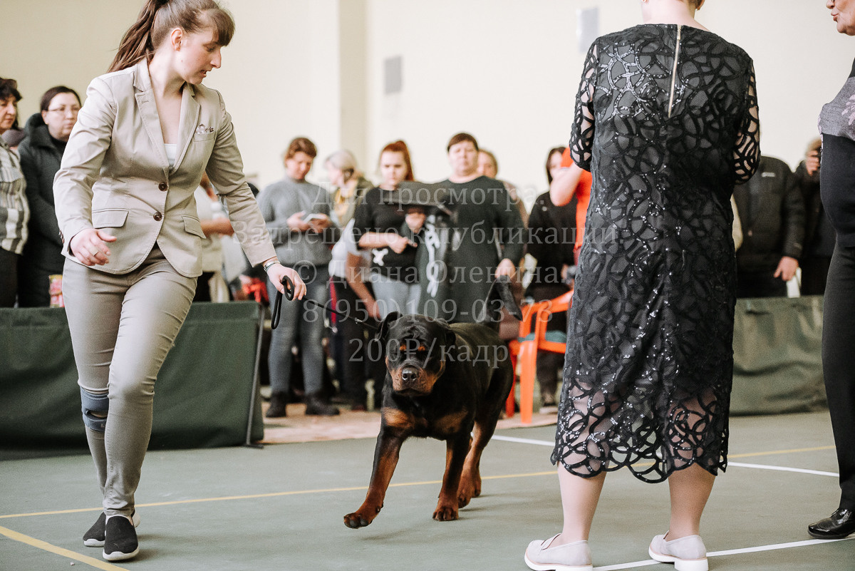 26.03.2022 Выставка собак г. Братск Континенталь. Фотограф Диана Оленина Красноярск / Братск