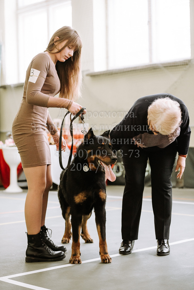26.03.2022 Выставка собак г. Братск Континенталь. Фотограф Диана Оленина Красноярск / Братск