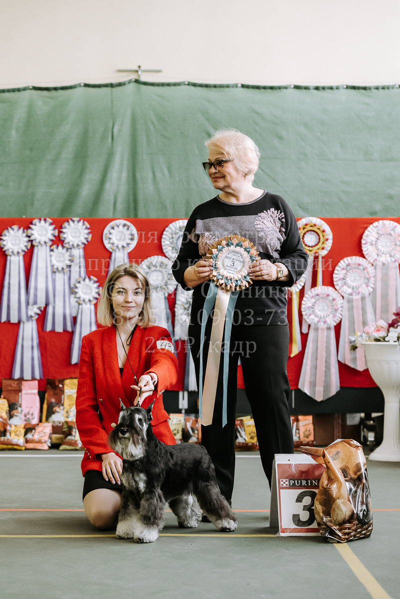 26.03.2022 Выставка собак г. Братск Континенталь. Фотограф Диана Оленина Красноярск / Братск