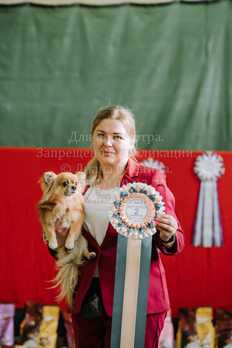 26.03.2022 Выставка собак г. Братск Континенталь. Фотограф Диана Оленина Красноярск / Братск