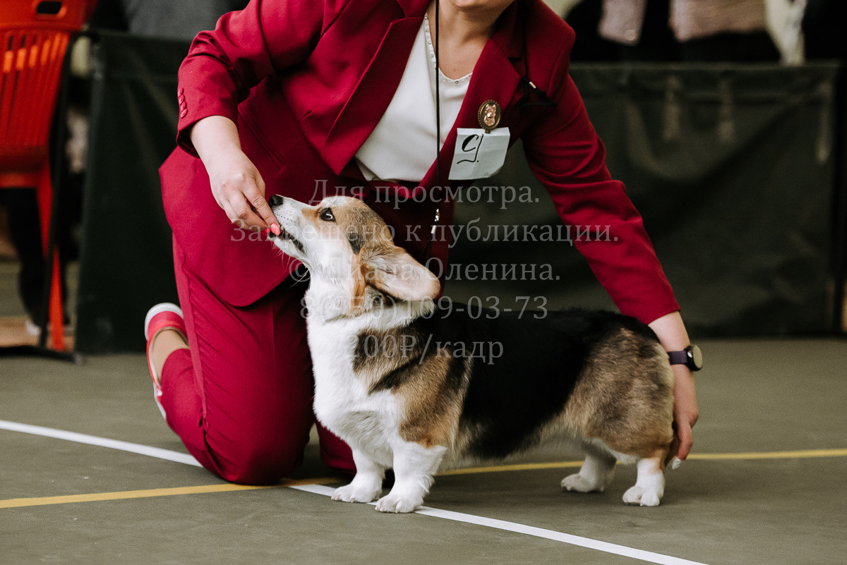 26.03.2022 Выставка собак г. Братск Континенталь. Фотограф Диана Оленина Красноярск / Братск