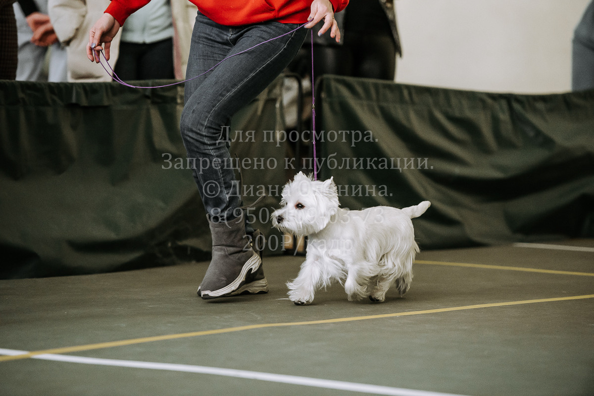 26.03.2022 Выставка собак г. Братск Континенталь. Фотограф Диана Оленина Красноярск / Братск