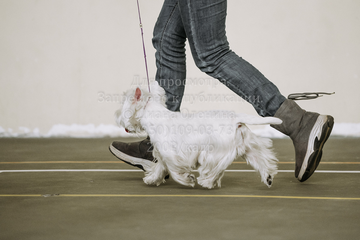 26.03.2022 Выставка собак г. Братск Континенталь. Фотограф Диана Оленина Красноярск / Братск